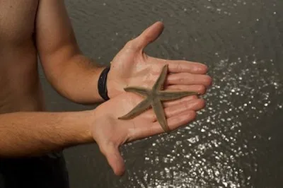 Hilton Head: Dolphin Tour & Disappearing Island Stop