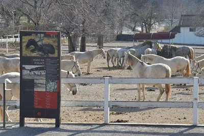 Lipica Stud Farm Day Trip: Witness the Majestic White Lipizzaner Horses from Piran