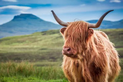 Highland Day Trip: Loch Ness, Glencoe & More!