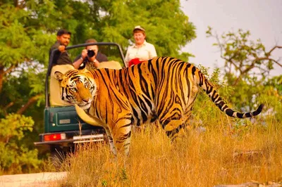 Embark on a Royal Expedition: Delhi, Agra, Jaipur & Ranthambore Tiger Safari!