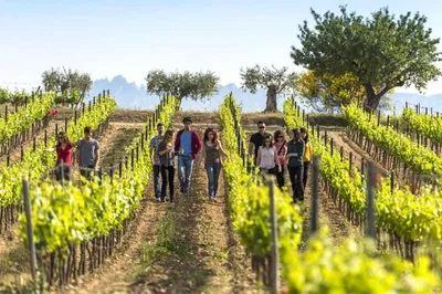 Uncork Barcelona: Wine & Cava Countryside Escape with Port Ease!