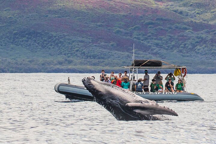 Up-Close Whale Encounters: Eco-Raft Tour from Lahaina