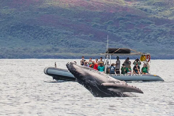 Up-Close Whale Encounters: Eco-Raft Tour from Lahaina