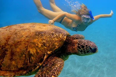 Maui Snorkel Adventure: Swim with Turtles from Ka'anapali!