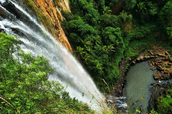 Immerse Yourself: Rainforest & Waterfalls Adventure in Springbrook National Park