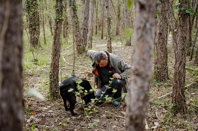 Truffle Hunt & Brunch: Savor Istria in Motovun