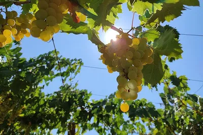 Unveiling Rome's Wine Heritage: Private Tour & Roman Castles Escape