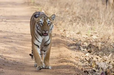 Unveiling Karnataka's Treasures: Bangalore to Bandipur Safari & Mysore's Majesty