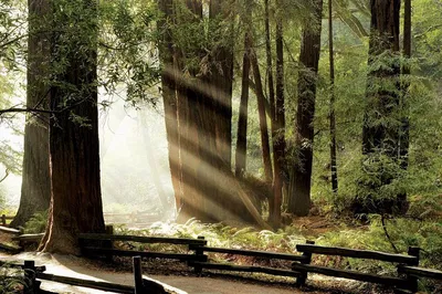 Unforgettable Muir Woods & Napa Valley Private Wine Tour from San Francisco
