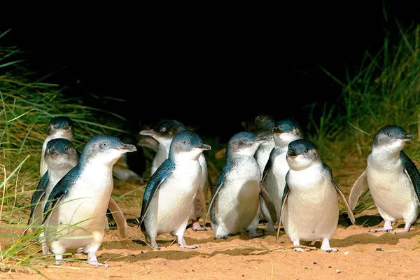 Phillip Island Penguins: A Luxurious Private Encounter with Nature's Parade