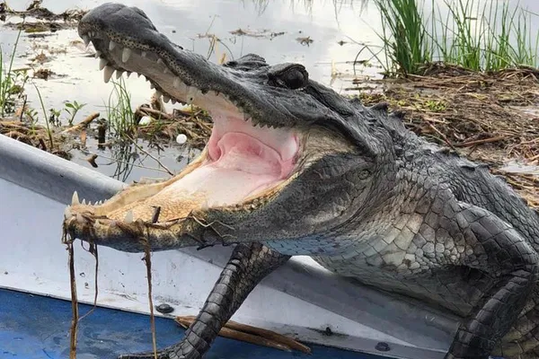 NOLA Small-Group Airboat Swamp Tour: See Alligators!