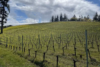 San Francisco Sommelier Wine Tour: Family Wineries