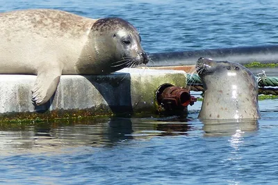Zeeland Seal Safari: Beach Walk & Marine Life Discovery