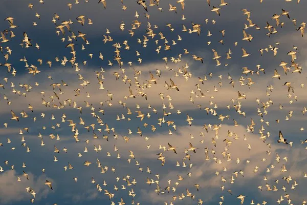 Pukorokoro Shorebird Tour: See Rare Kiwi Birds!