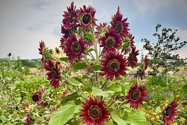 Fredericksburg Wine Tour: Sip Like a Local!