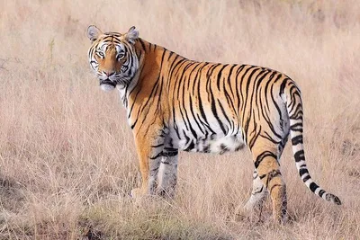 Discover Jaipur & Ranthambore: A 5-Day Cultural & Wildlife Adventure