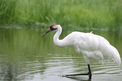 Discover Agra's Bird Paradise: A Private Bharatpur Sanctuary Day Trip