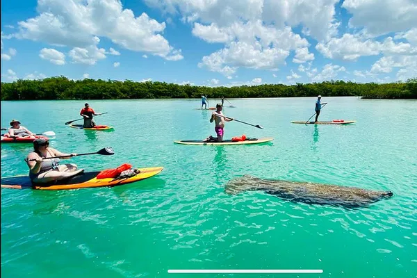 Bonita Springs Wildlife Encounter: Paddle with Dolphins, Manatees, and Sea Turtles!