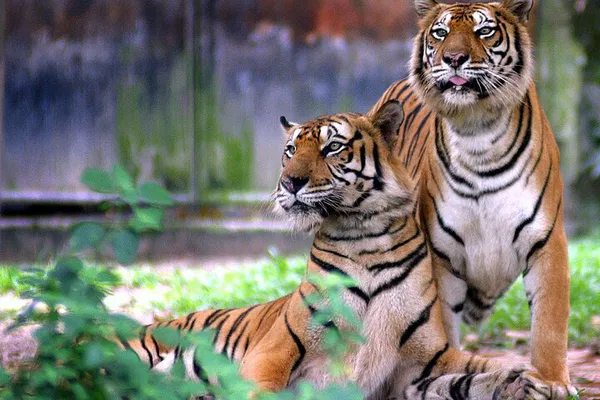 Unforgettable 7-Day Golden Triangle & Tiger Safari: Delhi, Agra, Jaipur & Ranthambore