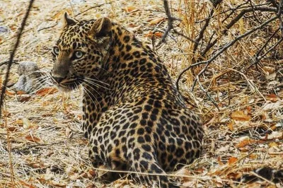 Unveiling Jaipur's Wild Side: Leopard Safari & Ancient Step Well Adventure