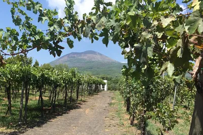 Vesuvius Wine & Dine: A Guided Tasting Journey with Volcanic Views
