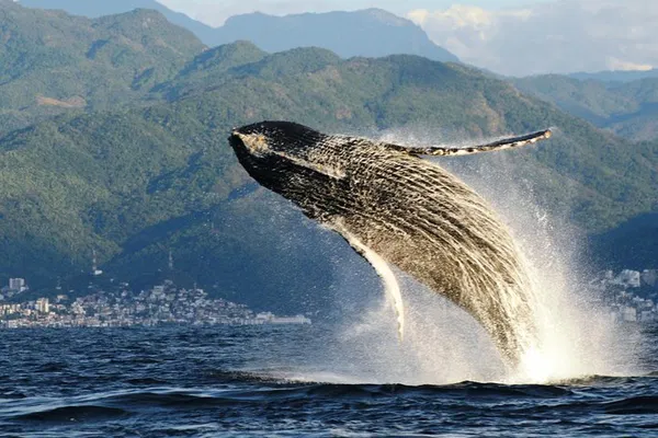 Embark on a Marine Adventure: Whale Watching with Expert Biologists!