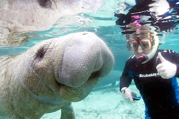 Manatee Swim Tour: 3-Hour Crystal River Adventure