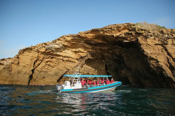 Newcastle Boat Tour: Hunter Coast Dolphin & Cave Views