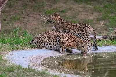 Jaipur's Dual Delight: History & Leopards on a Guided Tour!
