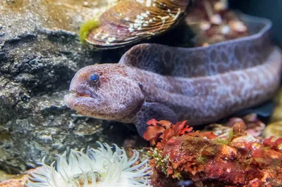 Dive Deep: Aquarium of the Bay VIP Early Access Adventure