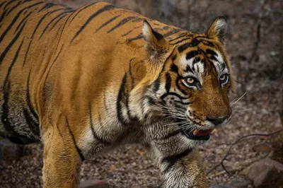 Ranthambore Tiger Safari Day Trip from Jaipur