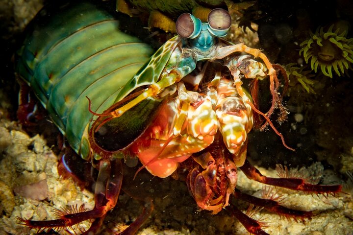 Explore Thailand's Underwater Wonders: Certified Diving Adventure in Koh Lipe