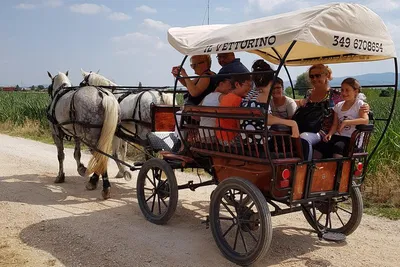 Assisi Wine Route: A Panoramic Carriage Tour Through History