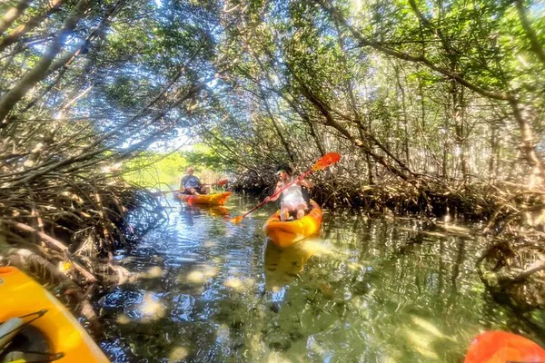 Kayak Mangroves to Shell Key: Wildlife & Adventure!