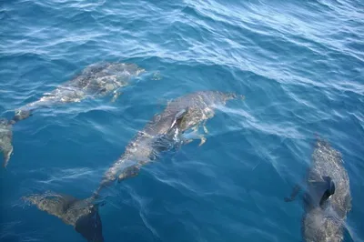 Discover Indian River Lagoon's Dolphins: An Unforgettable Eco-Tour!