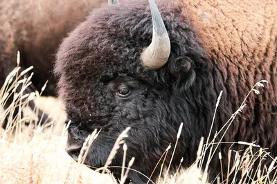 Antelope Island Safari: Great Salt Lake Wildlife Tour