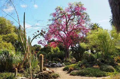 Discover Global Flora: Ruth Bancroft Garden General Admission