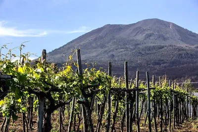 Unveiling Vesuvius: Pompeii/Herculaneum, Wine & Culinary Delights