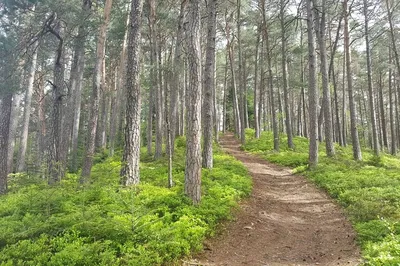 Explore Black Forest's Ravenna Gorge: A Self-Guided Hiking Adventure