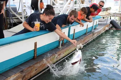 Miami's Thrilling Tarpon Feeding Frenzy: A Bayside Adventure