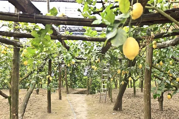 Sorrento Farm Tour: Pizza, Cheese & Limoncello Tuk Tuk Ride