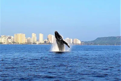 Waikiki Whale Watch: Witness Majestic Humpbacks - Guaranteed!