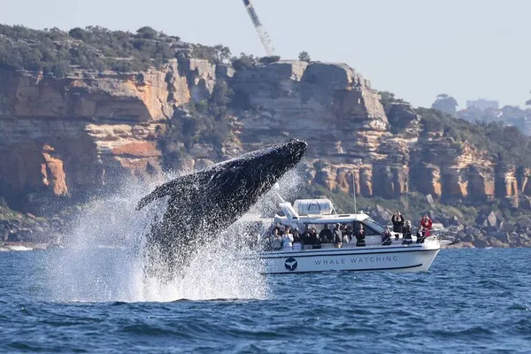 Sydney Whale Watching Boat Trip: See Whales Guaranteed!