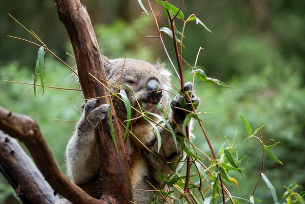 VIP Wildlife Tour: Healesville Sanctuary Behind-the-Scenes