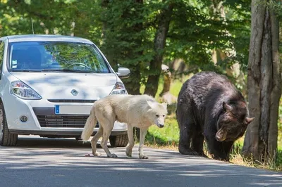 Unleash Your Wild Side: Private Safari Adventure from Paris!