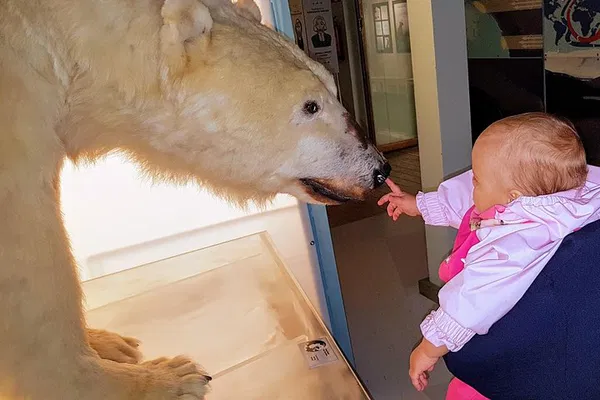 Discover Arctic Culture: Rovaniemi Walking Tour & Arktikum Adventure