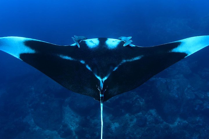 Dive into Adventure: Koh Bon Scuba Diving from Phuket!