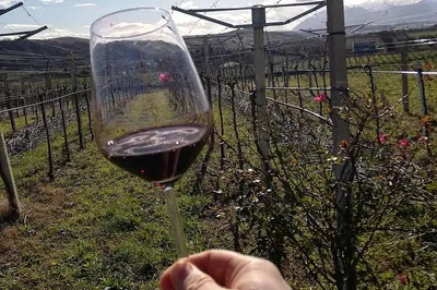 Unveiling Abruzzo's Liquid Gold: A Sensory Journey Through Villamagna DOC
