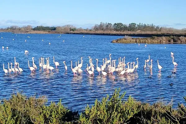 Camargue E-Bike & Scooter Adventure: Discover Wildlife Wonders