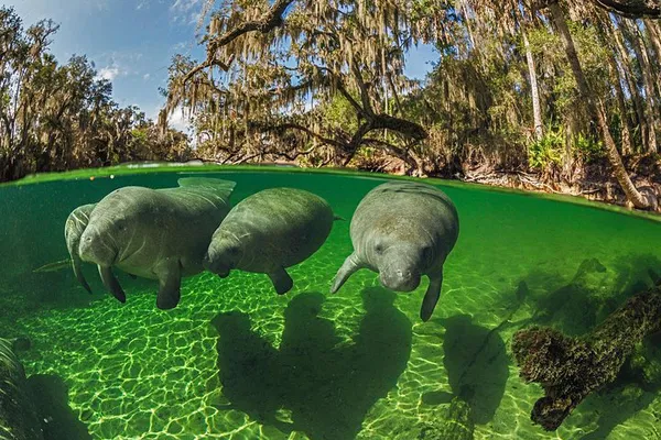 VIP Manatee Encounter: Heated Snorkel Adventure in Crystal River